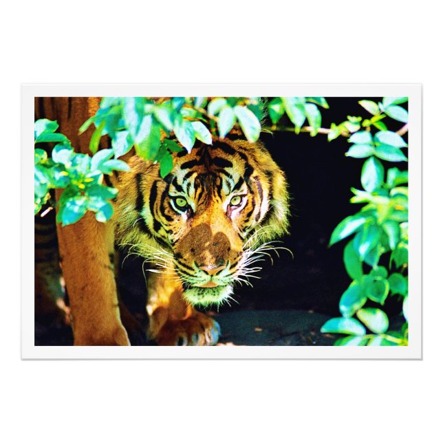 Alargamento de Fotografias (Frente)