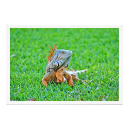 Alargamento de Fotografias