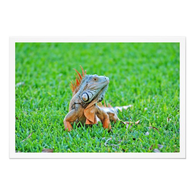 Alargamento de Fotografias (Frente)