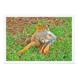 Alargamento de Fotografias