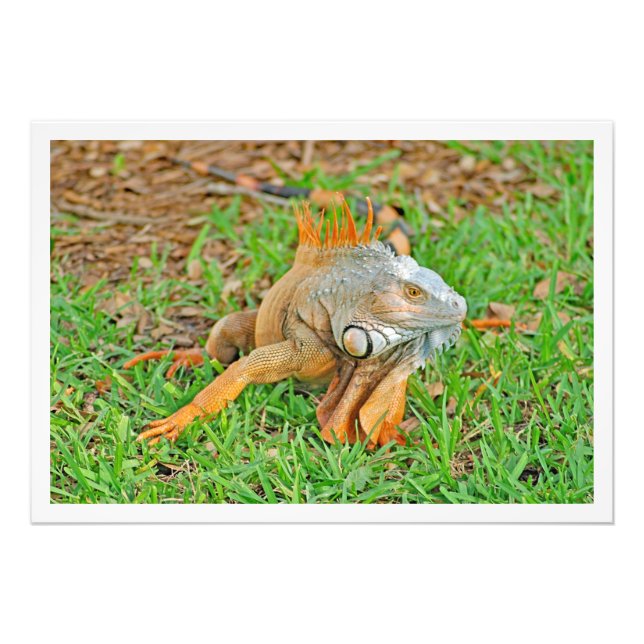 Alargamento de Fotografias (Frente)