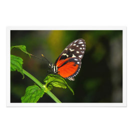 Alargamento de Fotografias