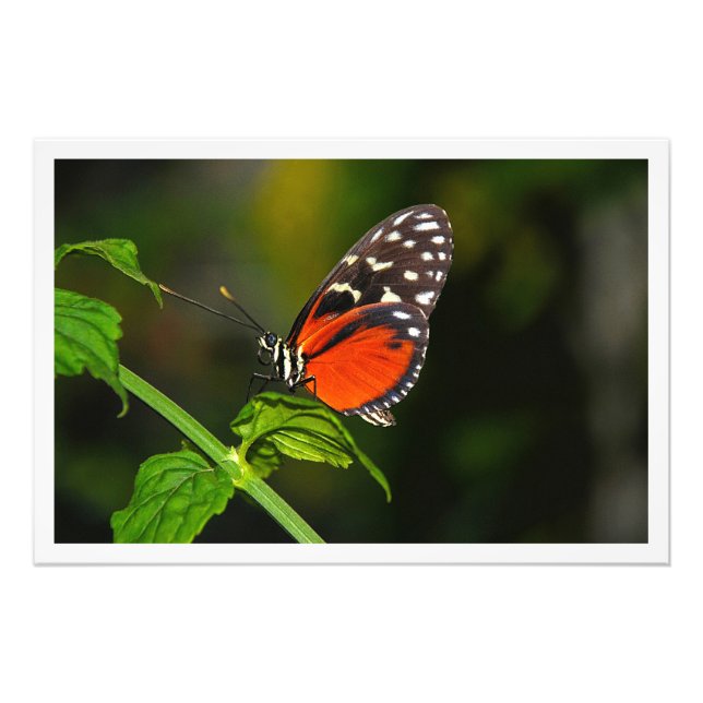 Alargamento de Fotografias (Frente)