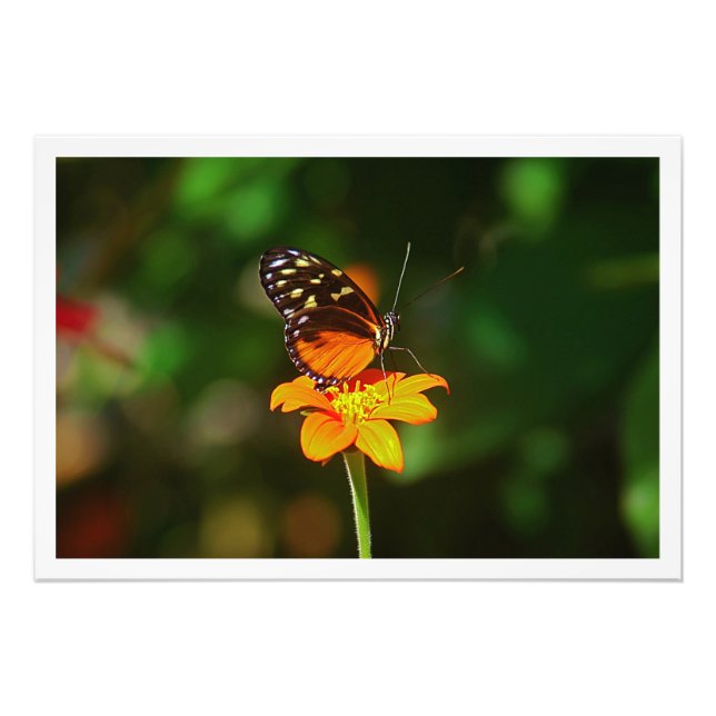 Alargamento de Fotografias (Frente)