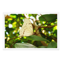 Alargamento de Fotografias