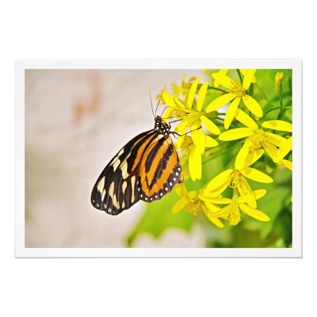 Alargamento de Fotografias (Frente)