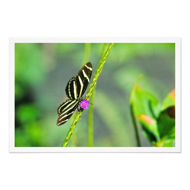 Alargamento de Fotografias (Frente)