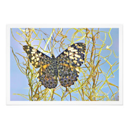 Alargamento de Fotografias