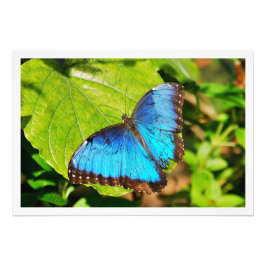 Alargamento de Fotografias