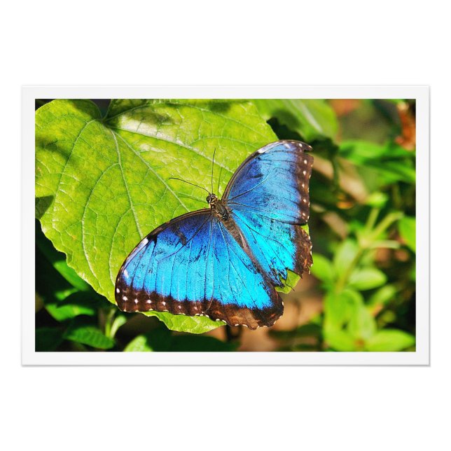 Alargamento de Fotografias (Frente)