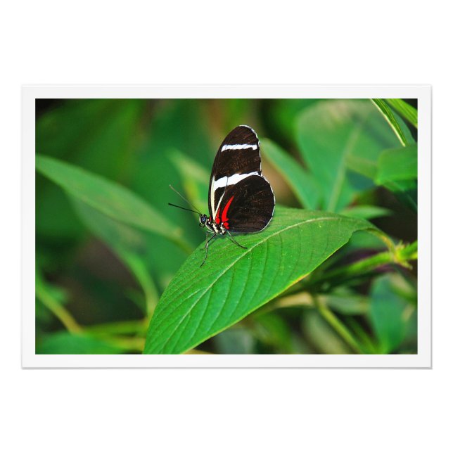 Alargamento de Fotografias (Frente)