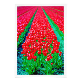 Alargamento de Fotografias