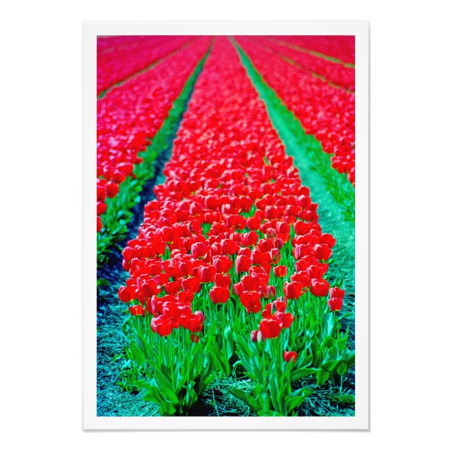 Alargamento de Fotografias (Frente)