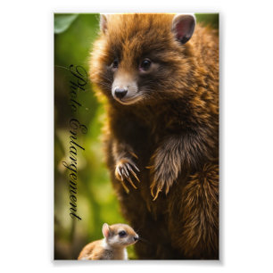 Alargamento de Fotografias