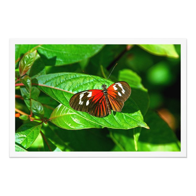 Alargamento de Fotografias (Frente)