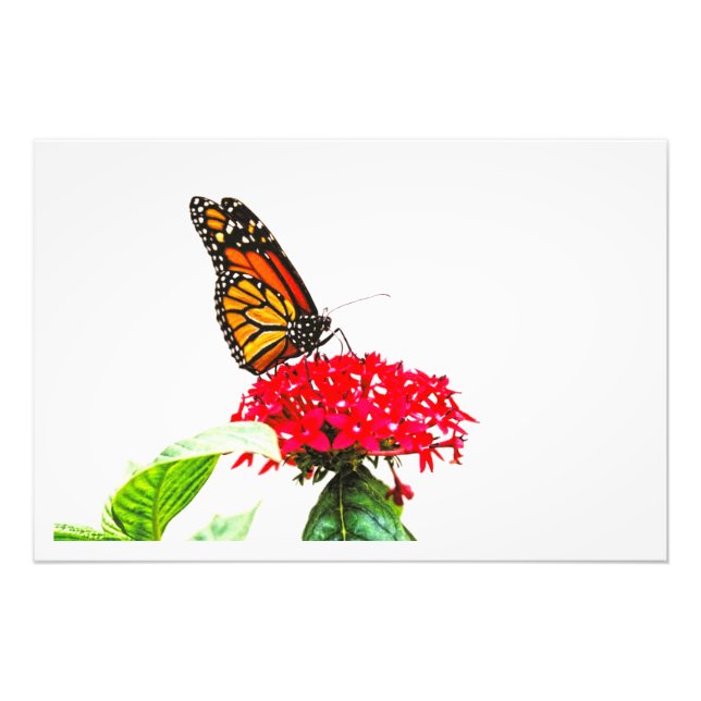 Alargamento de Fotografias (Frente)