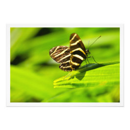 Alargamento de Fotografias