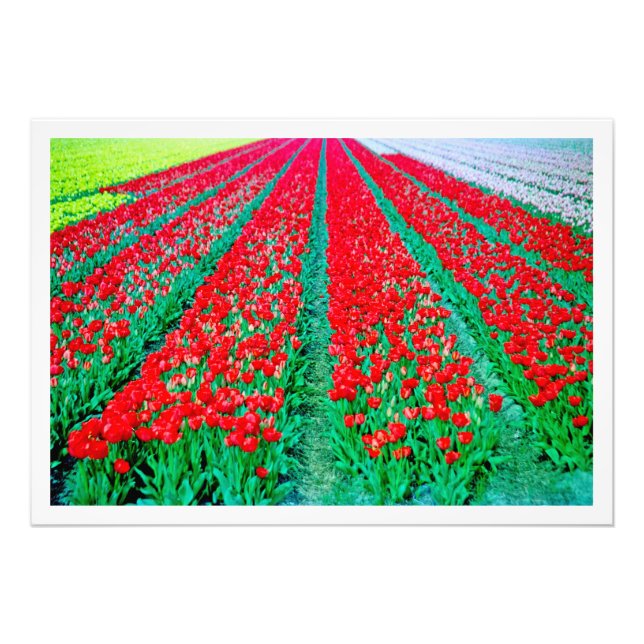 Alargamento de Fotografias (Frente)