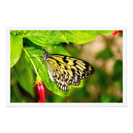 Alargamento de Fotografias