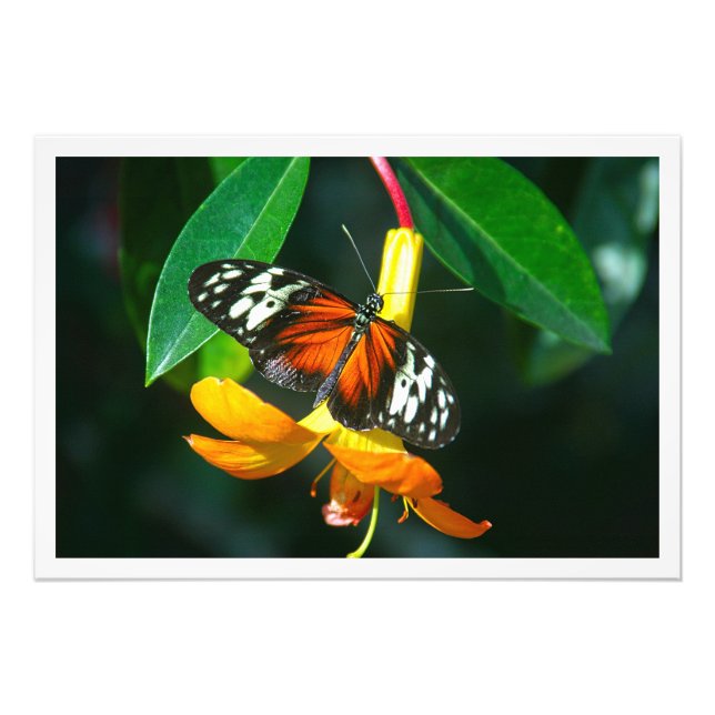 Alargamento de Fotografias (Frente)