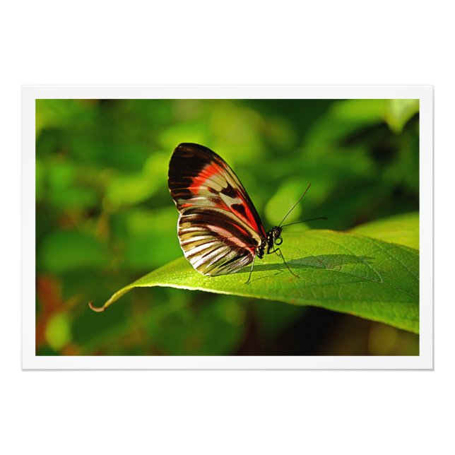 Alargamento de Fotografias (Frente)