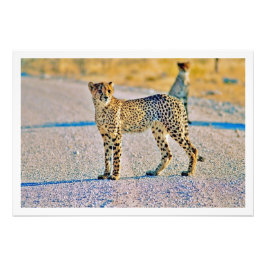 Alargamento de Fotografias