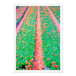 Alargamento de Fotografias