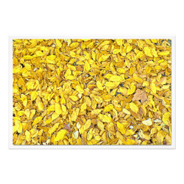 Alargamento de Fotografias