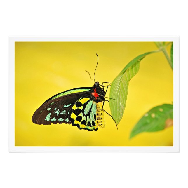 Alargamento de Fotografias (Frente)