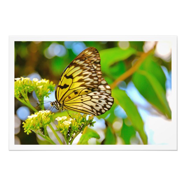 Alargamento de Fotografias (Frente)