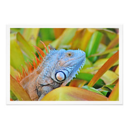 Alargamento de Fotografias