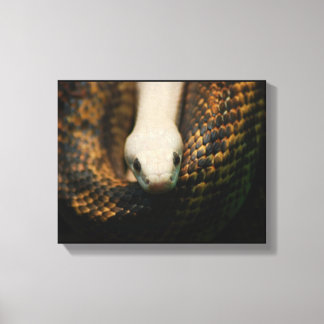 Albino Cornsnake na Canvas