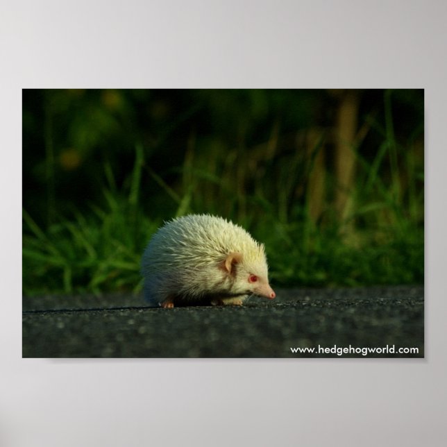 Albino hedgehog poster (Frente)
