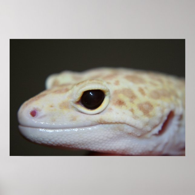 Albino Leopard Gecko Fechar Poster (Frente)