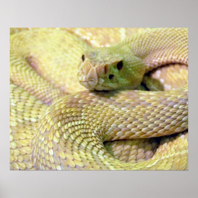 Albino RattleSnake Poster (Frente)