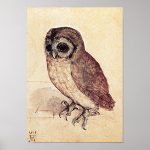 Albrecht Durer o poster da coruja pequena