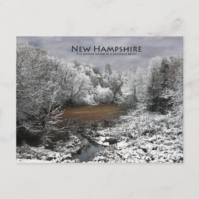 Alce em arco de neve: Cartão postal New Hampshire (Frente)