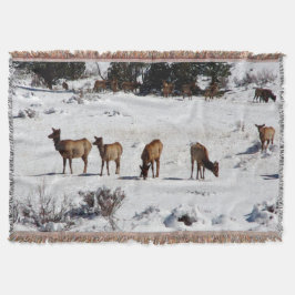 Alce na neve lança manta
