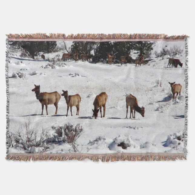Alce na neve lança manta (Frente)