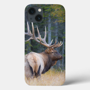 Alces da montanha rochosa de Bull