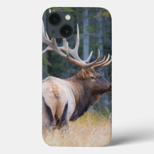 Alces da montanha rochosa de Bull