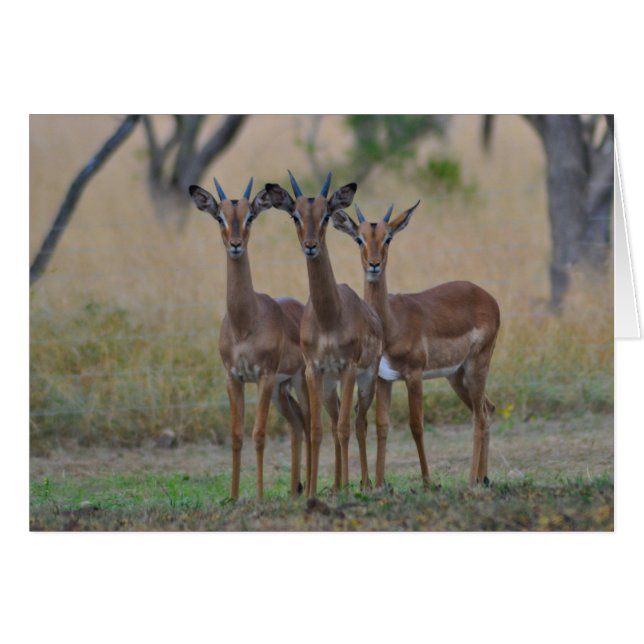 Alerta - Cartão Impala (Frente Horizontal)