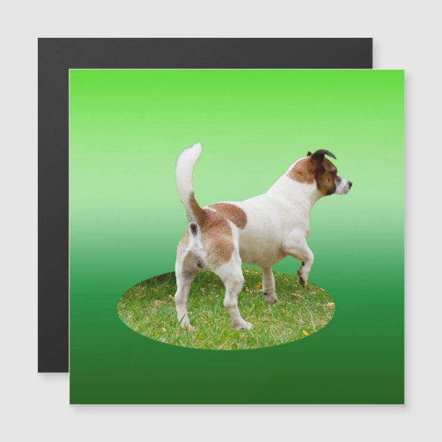 Alerta de Terrier Fox Miniatura, Cartão Magnético (Frente/Verso)