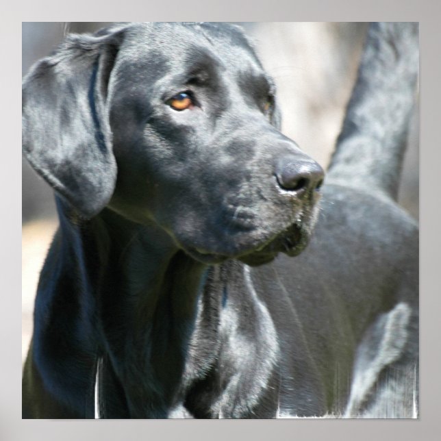 Alertar Poster de Cachorro Negro Labrador (Frente)