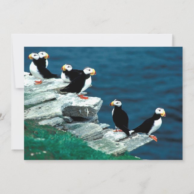 Alfinetes do Alasca Feathering Colorful Birds (Frente)