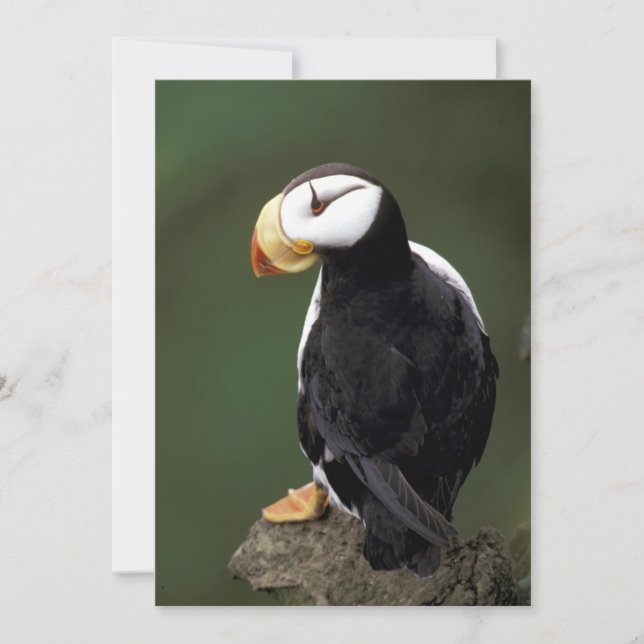 Alfinetes do Alasca Feathering Colorful Birds (Frente)