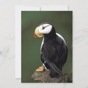 Alfinetes do Alasca Feathering Colorful Birds