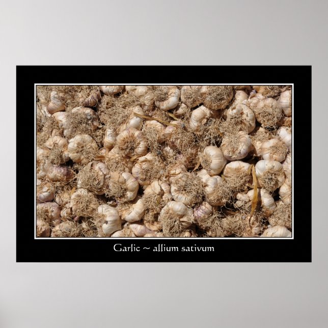 Alho na poster francesa (Frente)