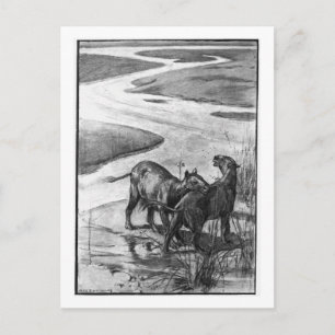 Alice B. Madeira: Cartão postal de arte Hyracothe
