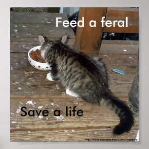 "Alimente um feroz, salvar poster feroz do gatinho